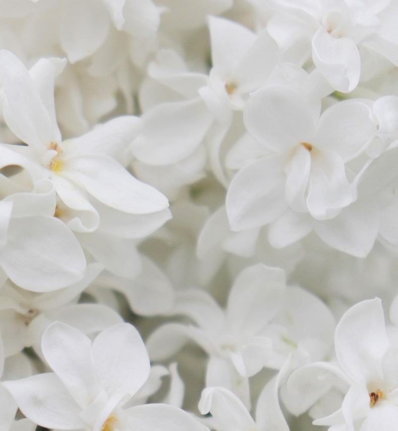 Flores Tratamiento Ansiedad